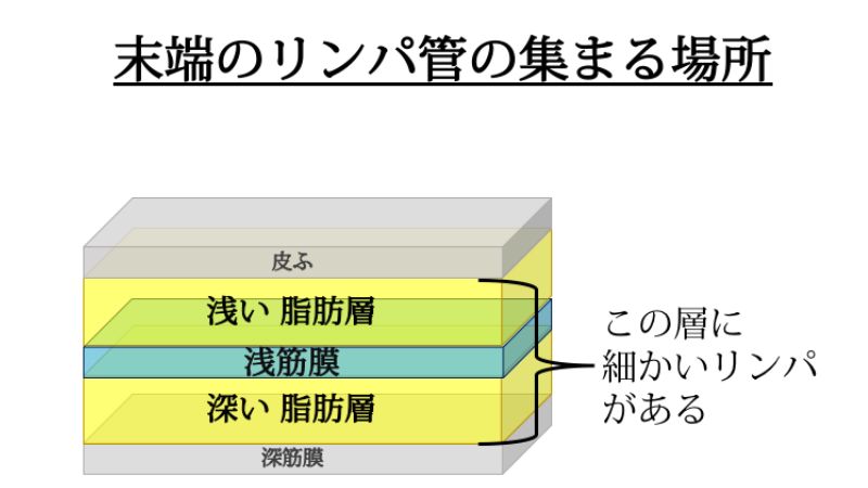 「皮ふ支帯」と呼ばれる線維線分が一定の規則性を保って存在する
