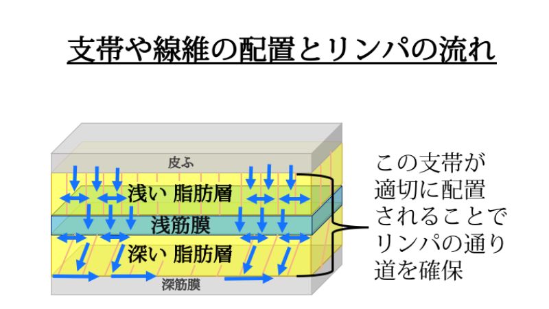 支帯や繊維の配置とリンパの流れ