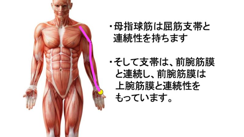 前腕筋膜と手首の支帯も密接に連続性があり、前腕筋膜は上腕筋膜とも連続性がある